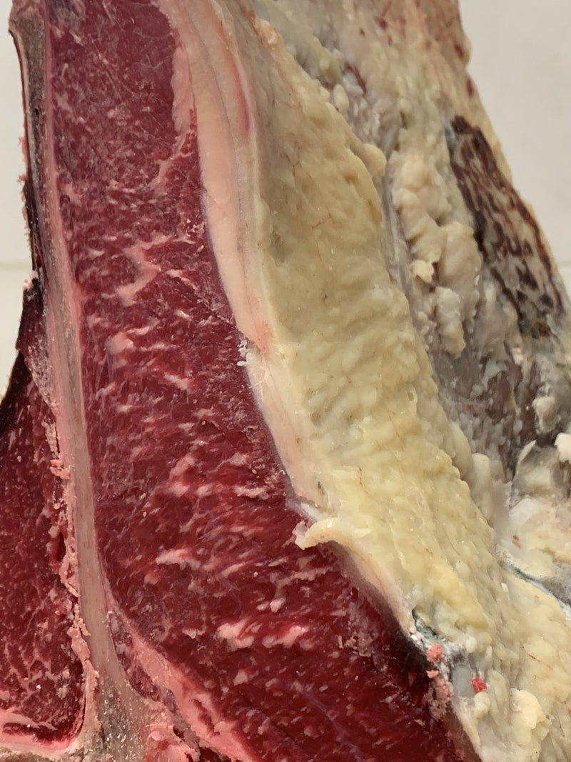 T-Bone Sashi Freygard